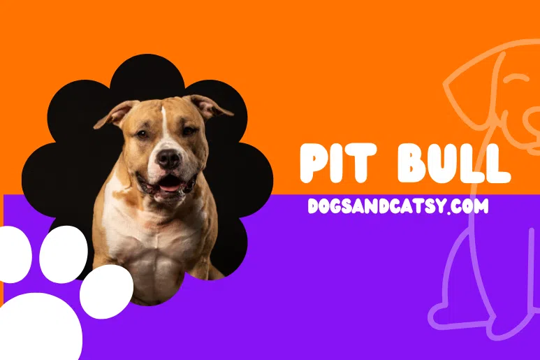 Pit Bull