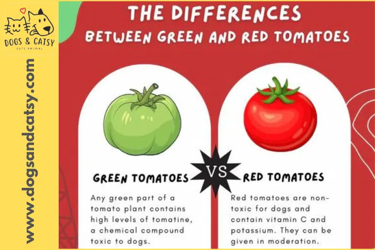 The differences between green and red tomatoes