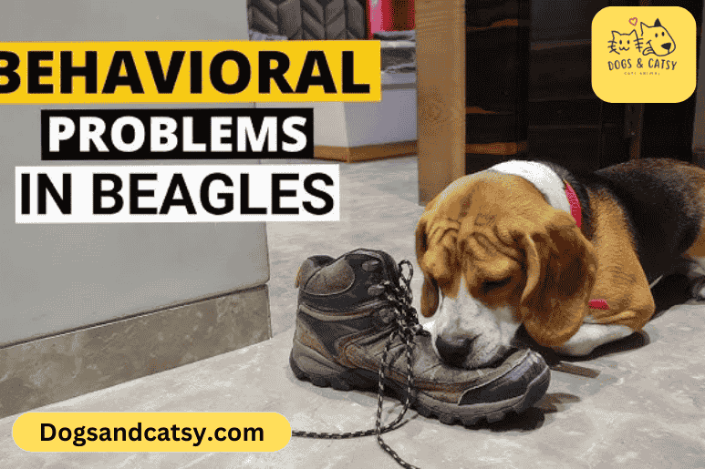 Behavioural Problems in Beagles