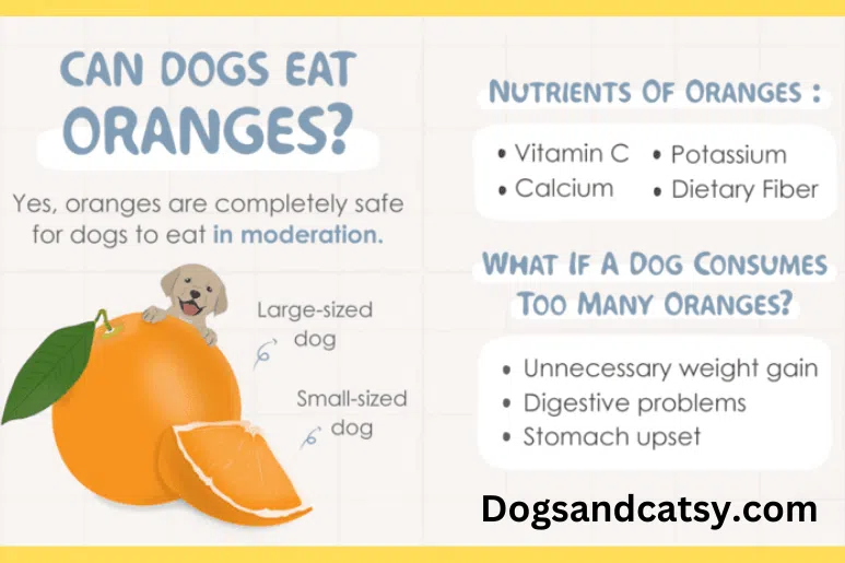 Benefits of Orange Eating to Dogs