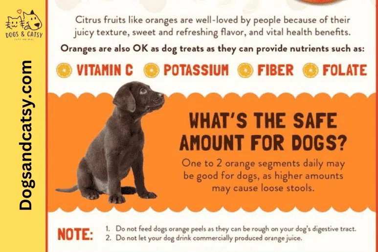 Benefits of Orange Eating to Dogs