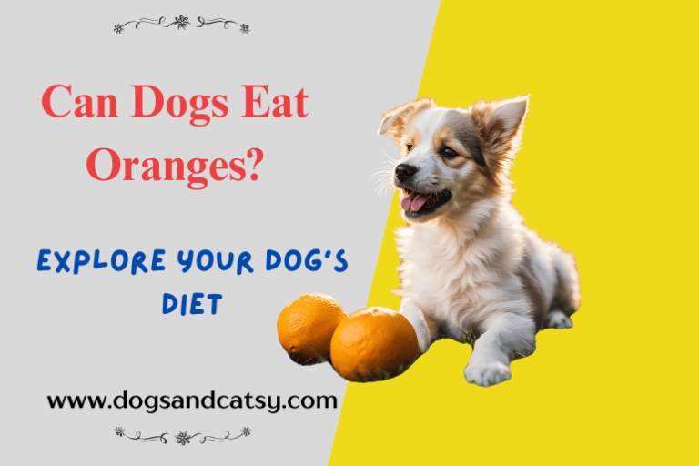 Can Dogs Eat Oranges