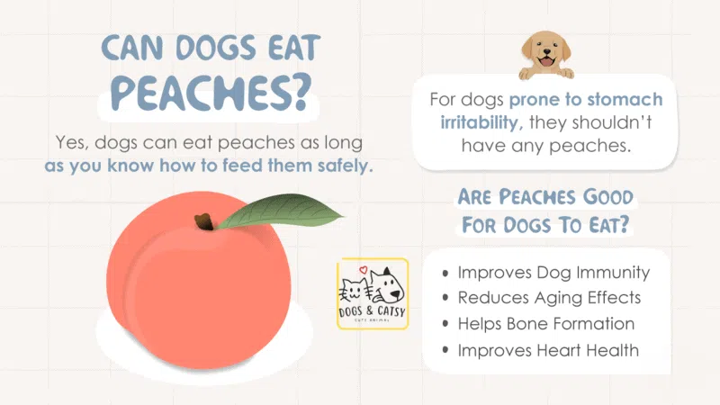 Benifits of eating peaches to dogs