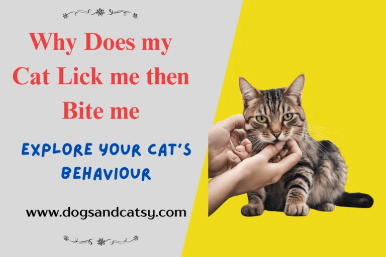 why does my cat lick me then bite me