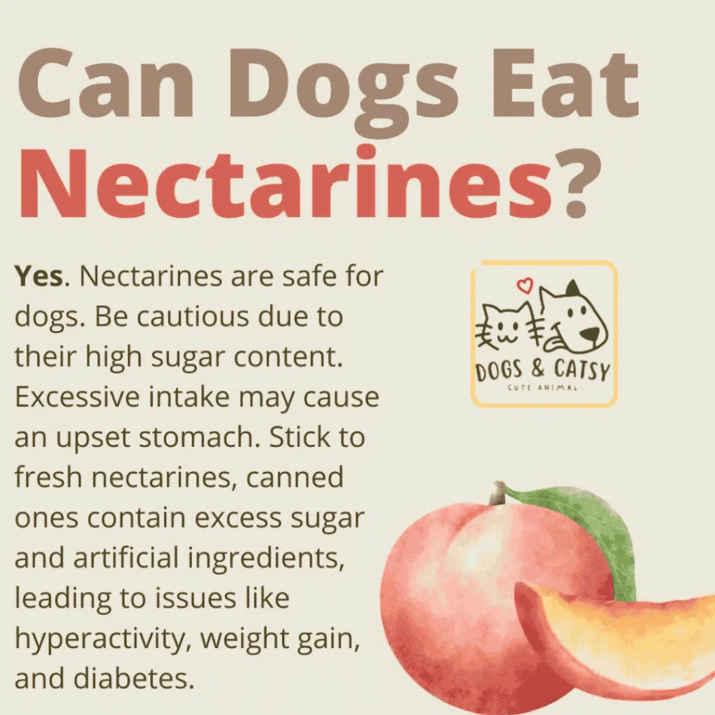 Can Dogs Eat Nectarines