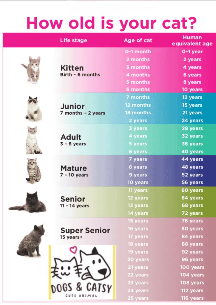 How old is your cat