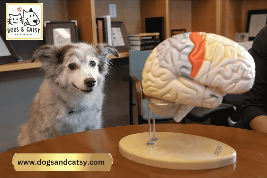 Dog Breed Behavior Linked to Brain Size