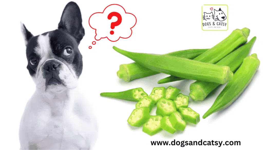 Can Dogs Eat Okra? Risks involved in feeding you pup okra!