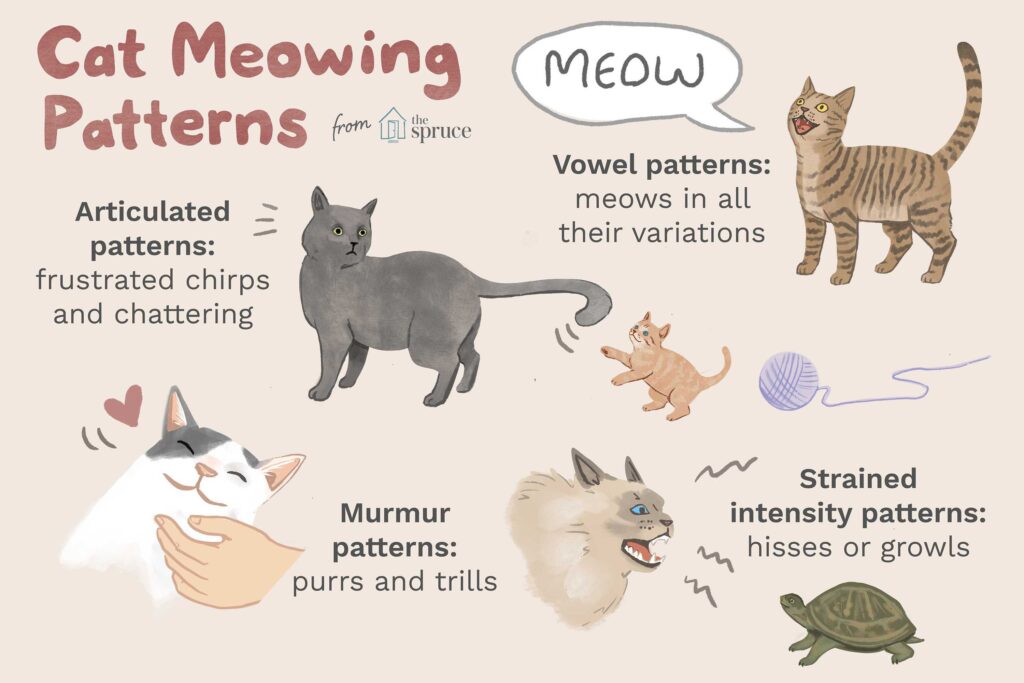 Cat Meowing Patterns 