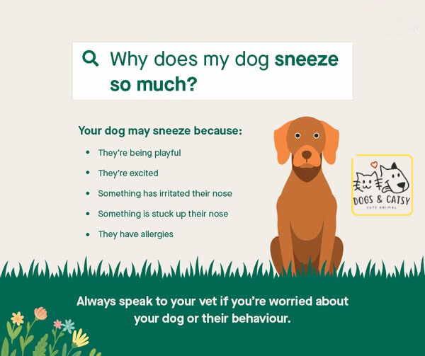 Dog Sneezing A Lot: Causes