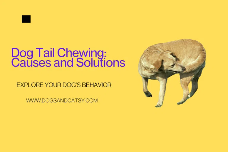 Dog tail chewing causes and solutions