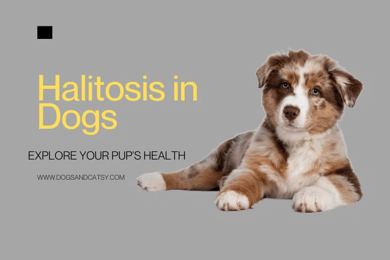 Halitosis in Dogs: Causes, Symptoms, and Remedies