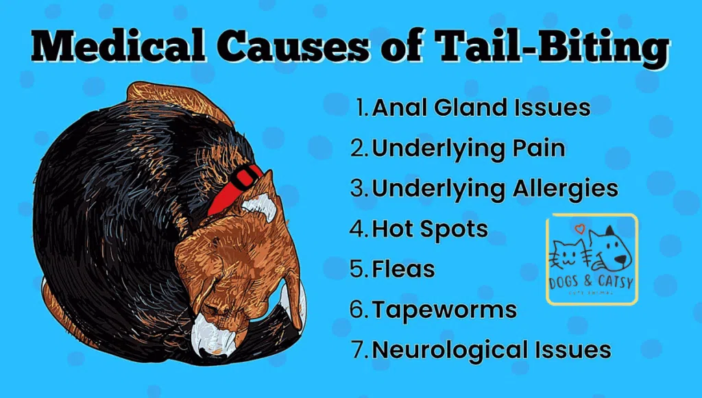 Medical Reasons of Tail Biting