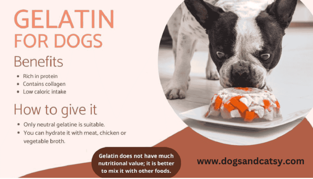 Benefits of giving Jelatin to Dogs