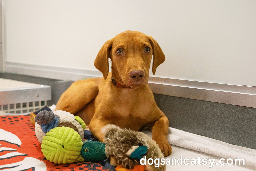 Rescued from deadly Texas floods, over two dozen dogs just landed in Chicago, now they’re looking for families, comfort, and a fresh start.