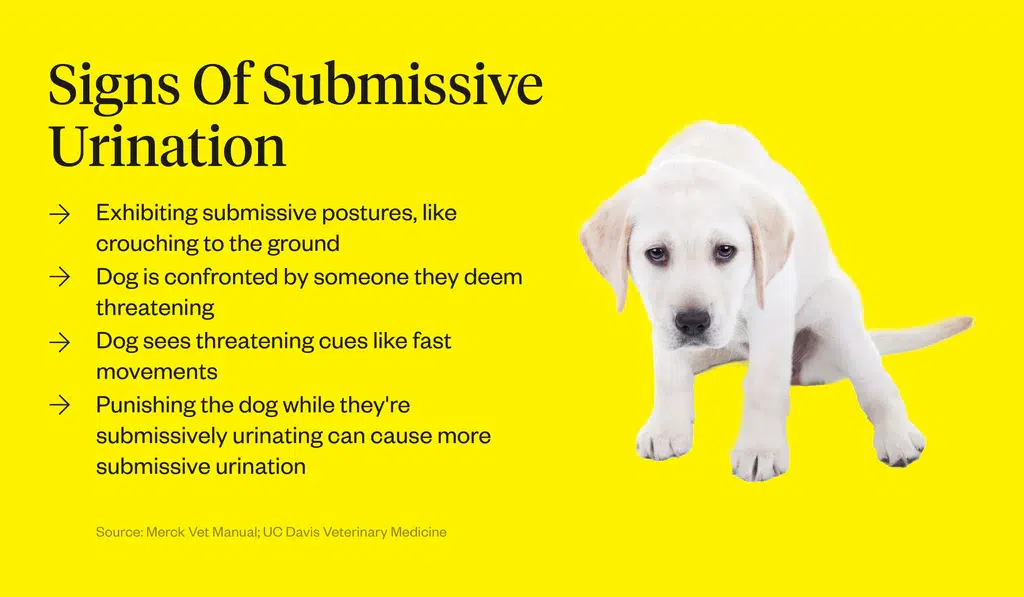 Signs of Submissive Urination in DOgs