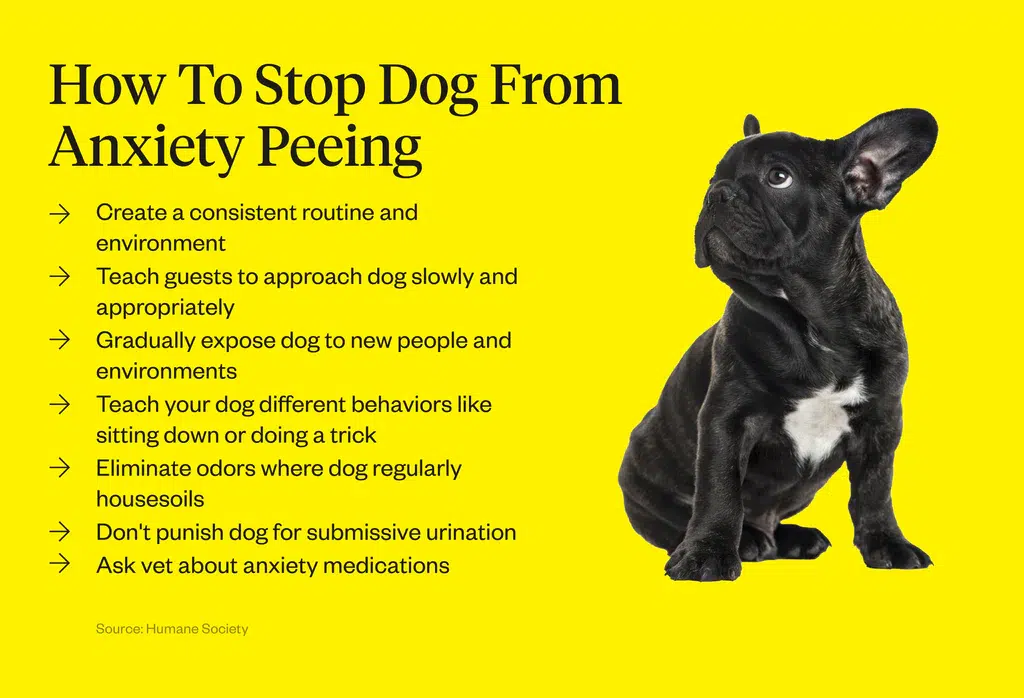 How to Stop Dog from Excited or Anxiety Peeing