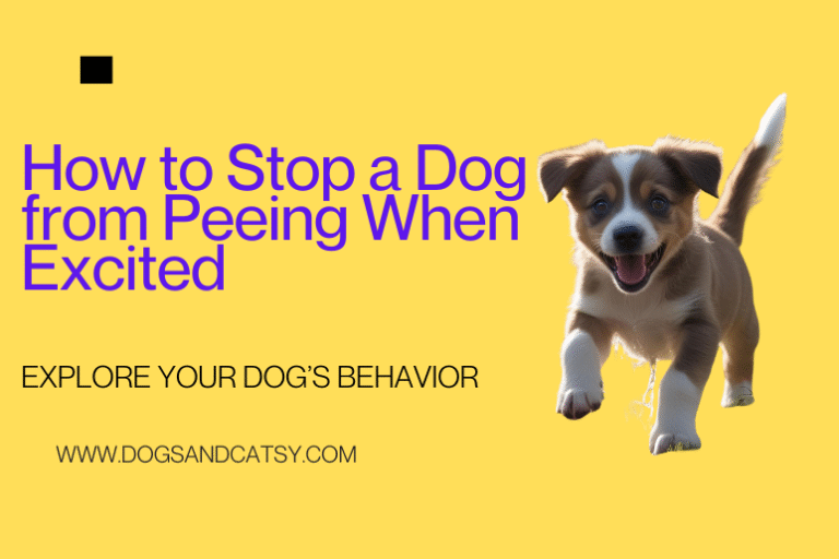 How to stop a dog from peeing when excited