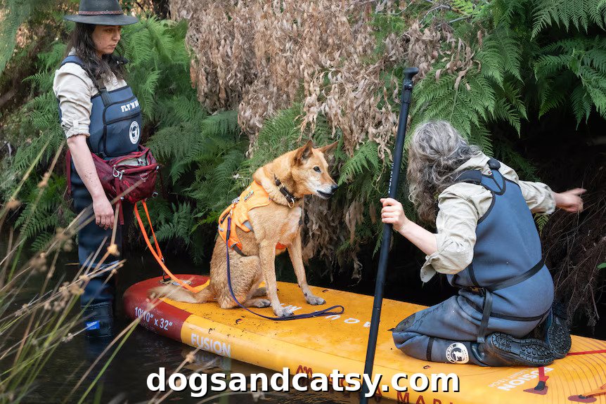 Scientist'sTrained Dogs Detect Platypuses from Paddleboards