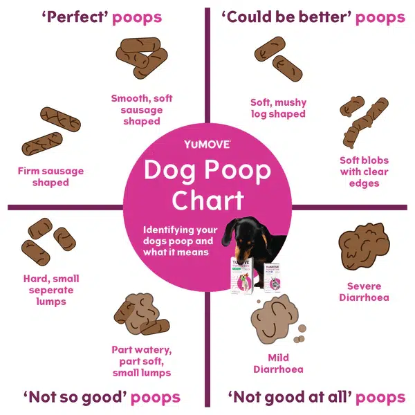 A Dog Poop Chart
