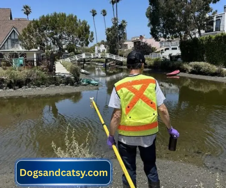 Algae Toxins Found in Venice Canals: Pet Warning