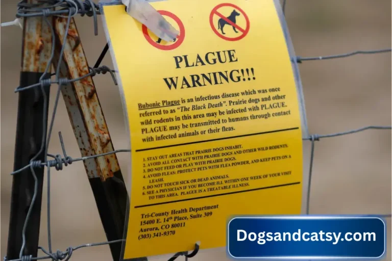 Cat Died From Plague: Warning!