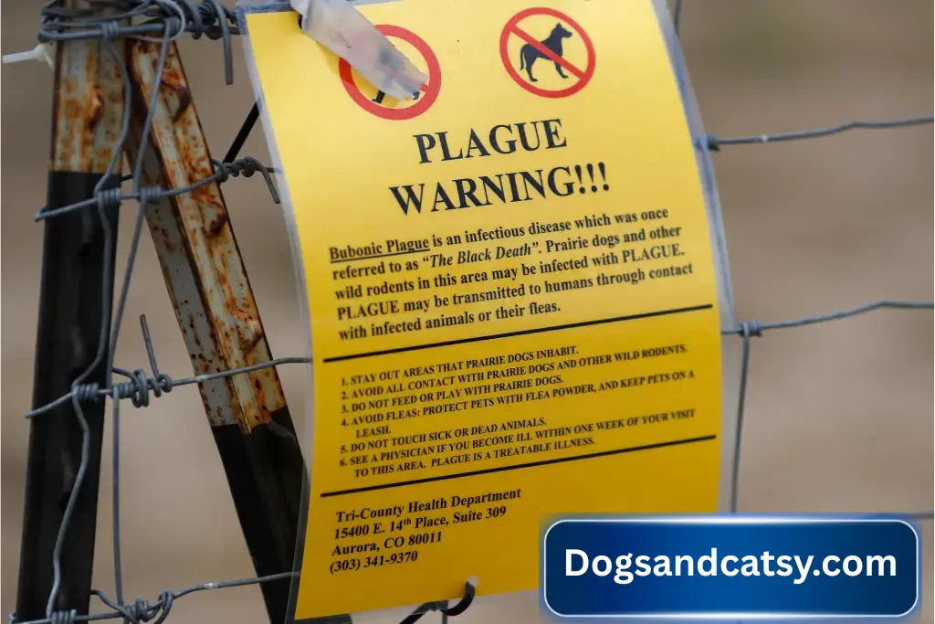 Cat Died From Plague: Warning!