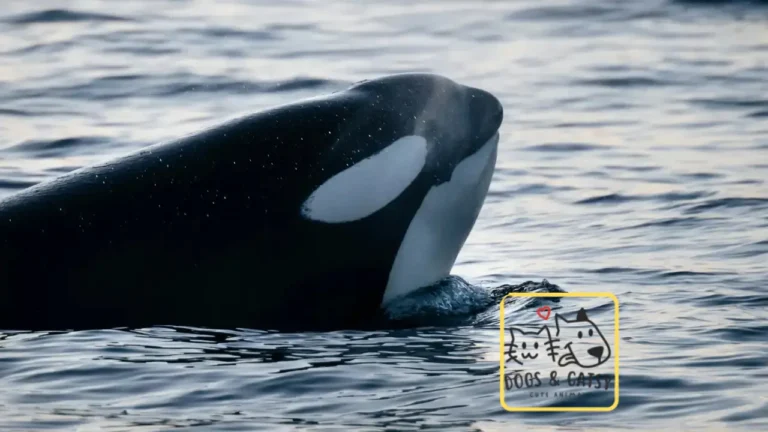 Did an Orca Kill Jessica Radcliffe or an AI Video