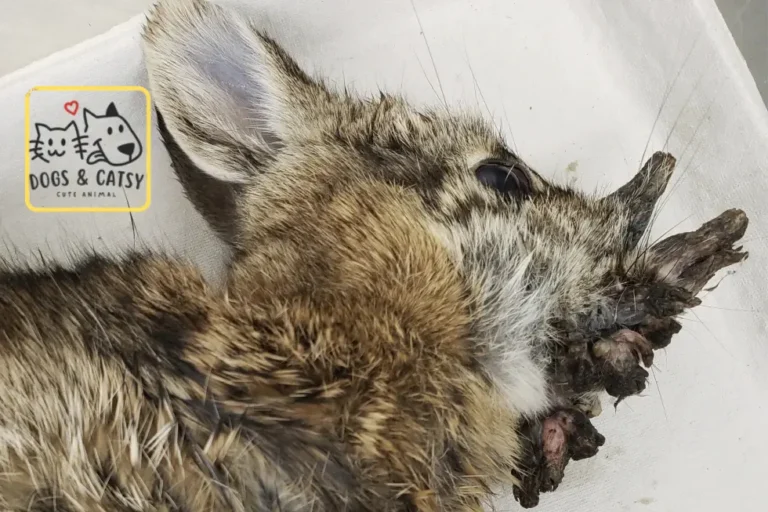 'Frankenstein bunnies'! Viral Name of Rabbits with 'Horns'