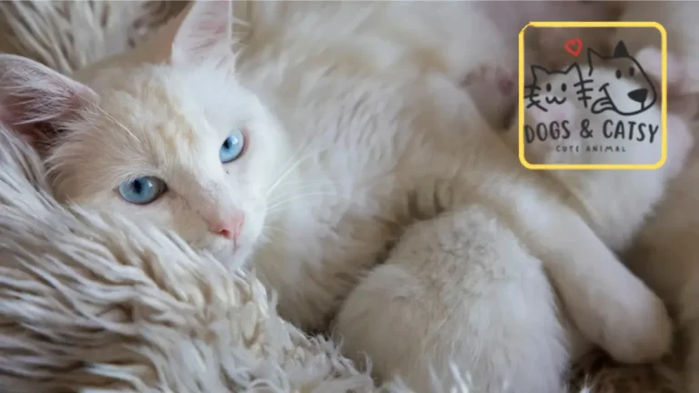 Luna Viral Rescue Cat Who Skips Gentle Parenting Rules