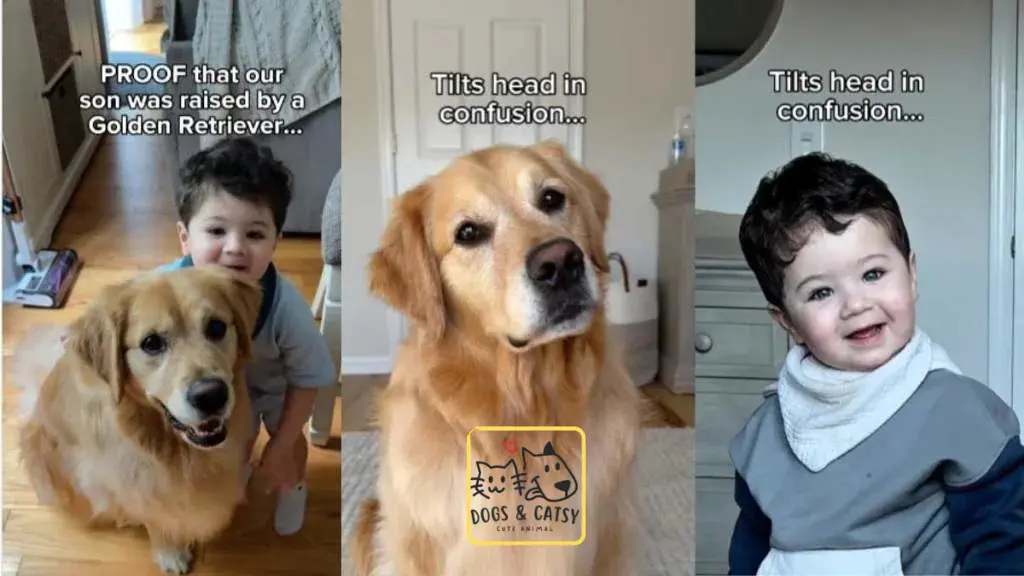 Owner shows in video that their Golden Retriever Raised their son