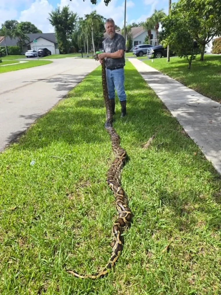 Python hunter Michael Marousky was credited with capturing the longest python in the 2025 Florida Python Challenge. One of the snakes he caught was measured at 15 feet, 11 inches long.