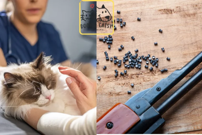 RSPCA Warns of 30% Surge in Air Gun Attacks on Cats in US