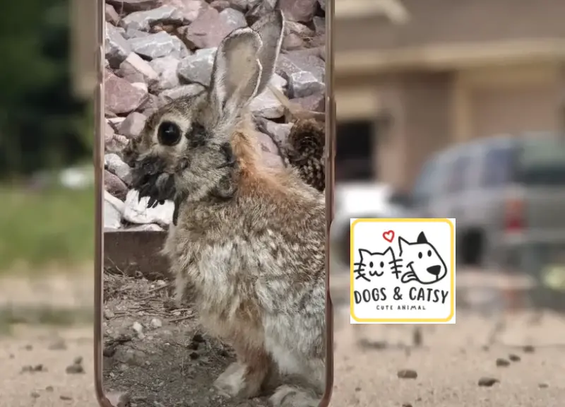 Rabbits With ‘Tentacles’ in Colorado