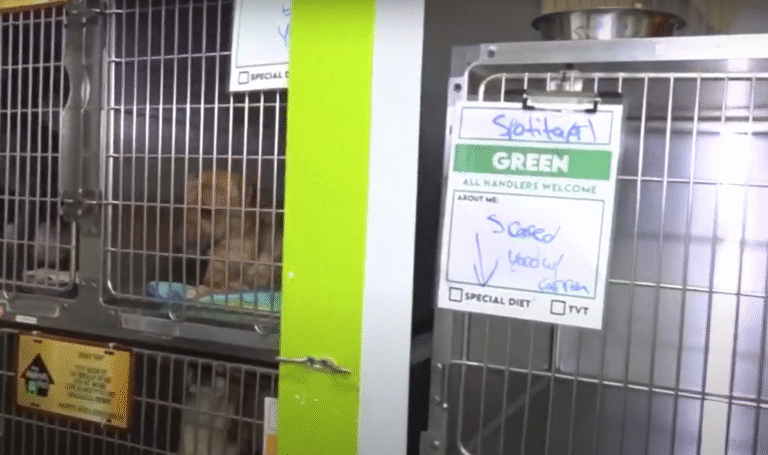 San Diego rescues 300 abused dogs found at fake Ensenada shelter
