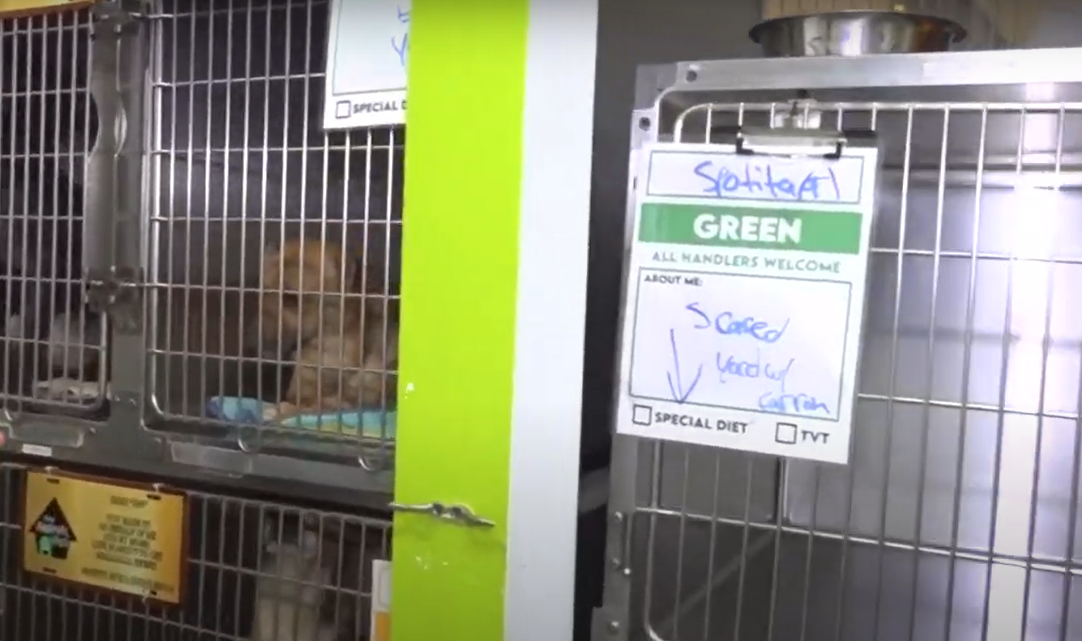 San Diego rescues 300 abused dogs found at fake Ensenada shelter