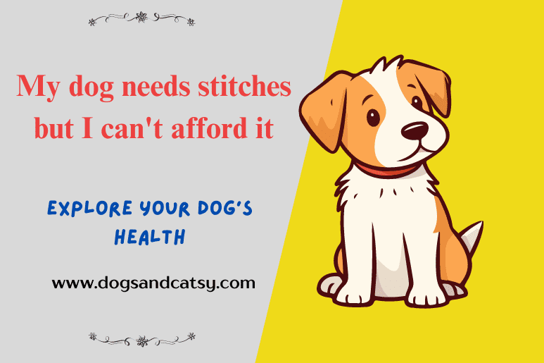 My dog needs stitches but I can't afford it