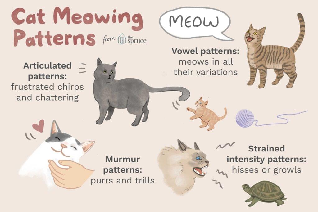 Cat Meowing Patterns