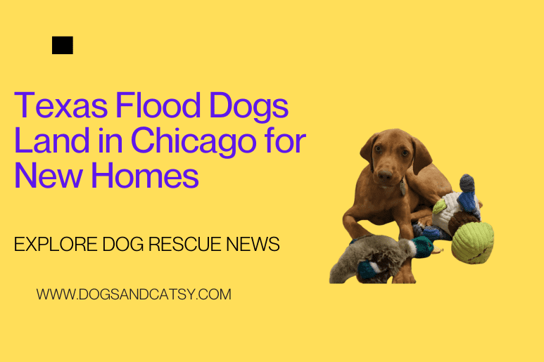 Rescue pups from Texas flood zone arrive in Chicago to find new homes